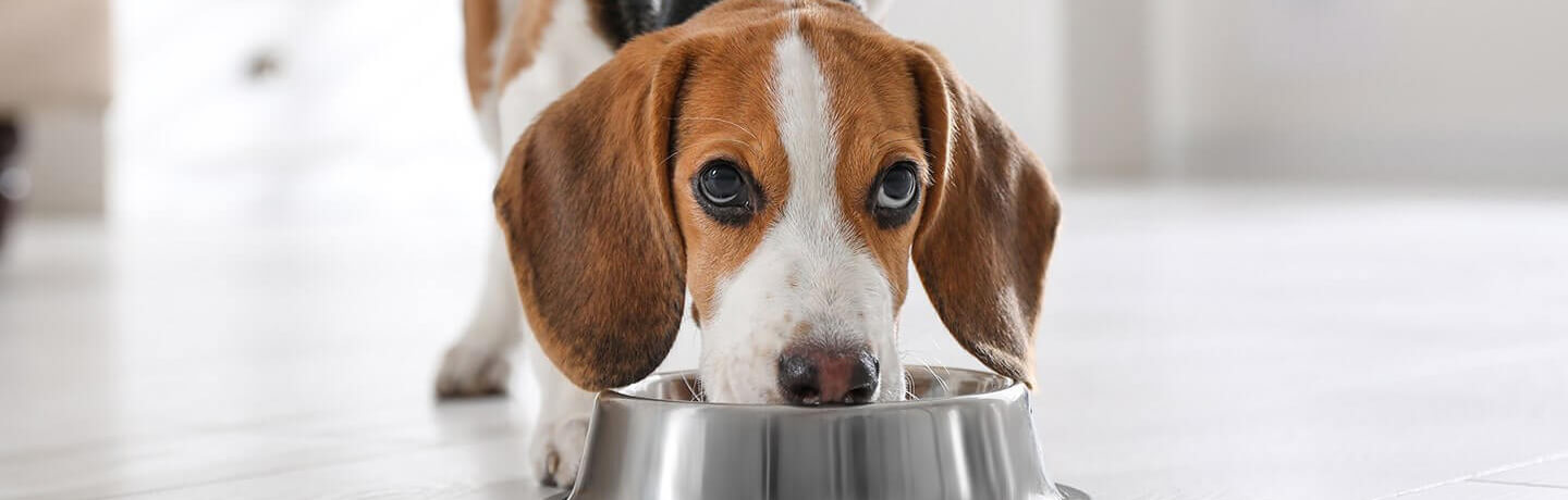 Dog Food Quiz